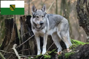 Read more about the article Hodowca wilczaków czechosłowackich i szczenięta w Saksonii