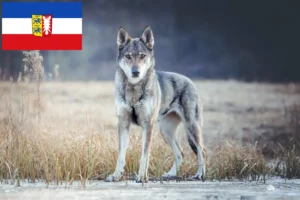 Read more about the article Hodowca wilczaków czechosłowackich i szczenięta w Szlezwiku-Holsztynie