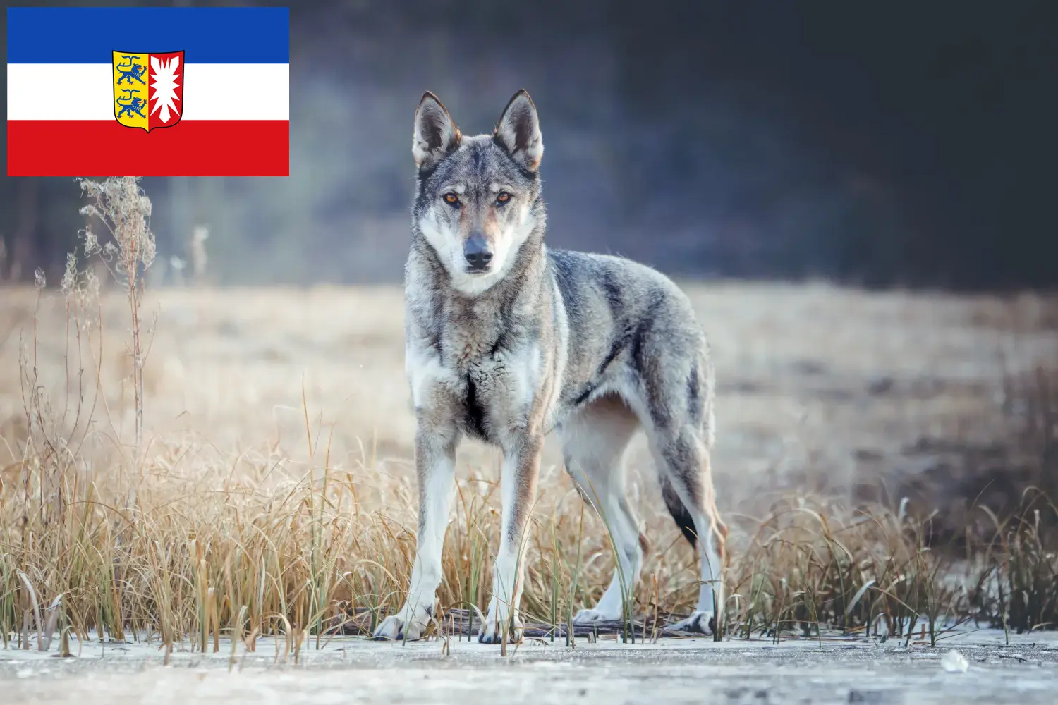 Read more about the article Hodowca wilczaków czechosłowackich i szczenięta w Szlezwiku-Holsztynie