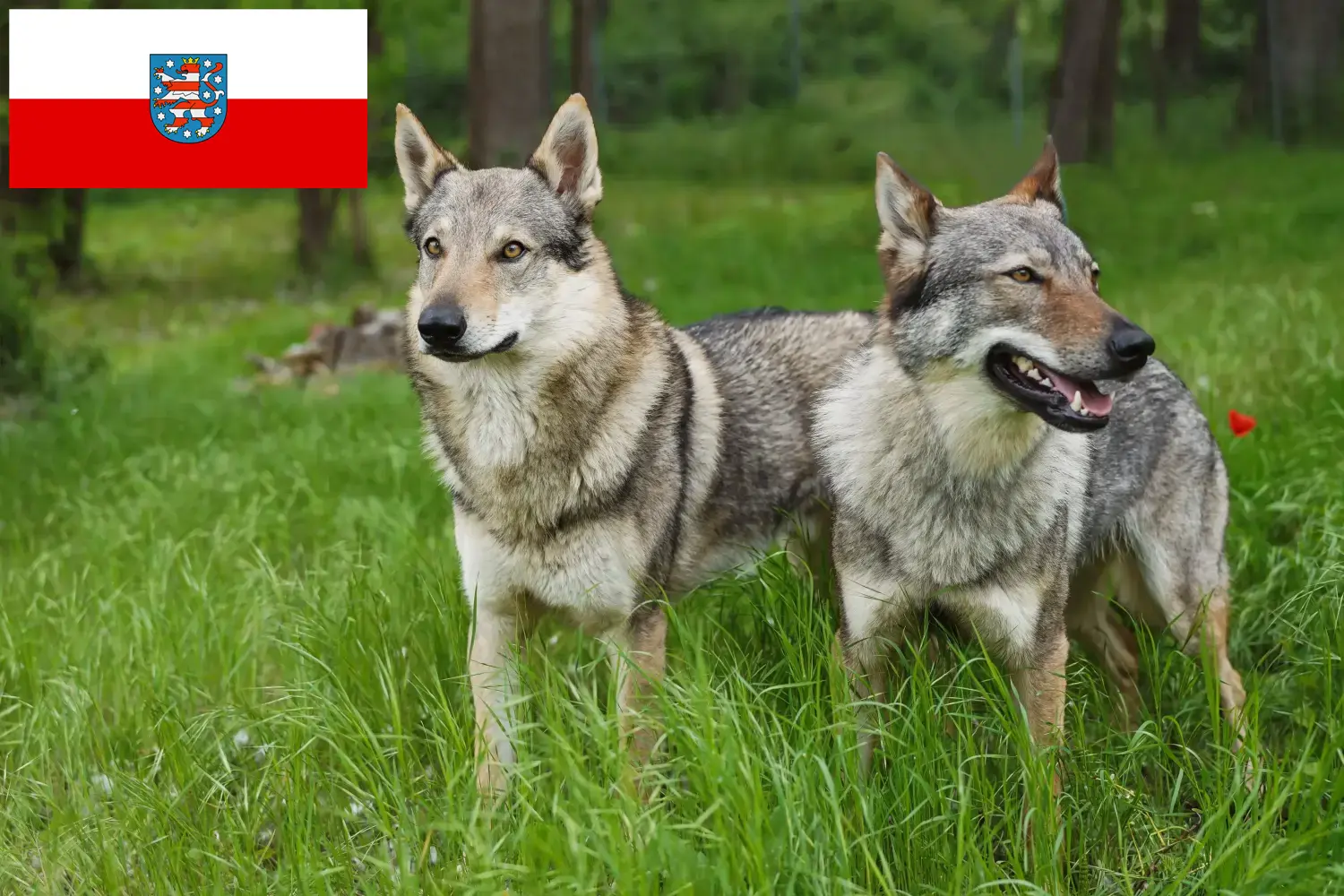 Wilczak czechosłowacki szczenięta i hodowcy Turyngia Tutaj znajdziesz hodowców rasy Wilczak czechosłowacki w Turyngia.