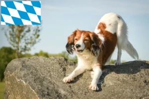 Read more about the article Holenderscy hodowcy i szczenięta Kooikerhondje w Bawaria