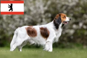 Read more about the article Holenderscy hodowcy kooikerhondje i szczenięta w Berlin