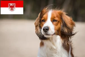 Read more about the article Holenderscy hodowcy i szczenięta Kooikerhondje w Brandenburgia