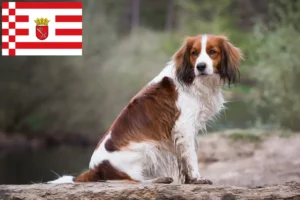Read more about the article Holenderscy hodowcy i szczenięta Kooikerhondje w Brema