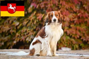 Read more about the article Holenderscy hodowcy i szczenięta Kooikerhondje w Dolna Saksonia