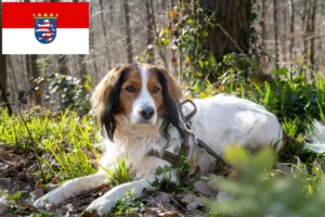 Read more about the article Holenderscy hodowcy i szczenięta Kooikerhondje w Hesja