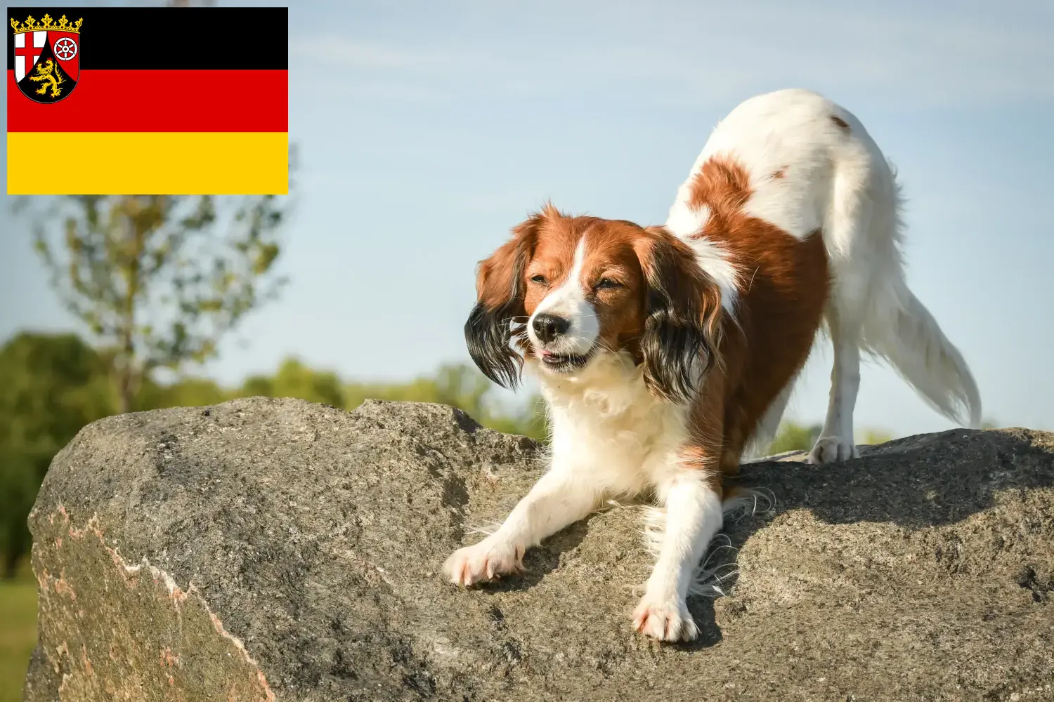 Read more about the article Holenderscy hodowcy i szczenięta Kooikerhondje w Nadrenia-Palatynat
