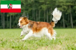 Read more about the article Holenderscy hodowcy i szczenięta Kooikerhondje w Nadrenia Północna-Westfalia