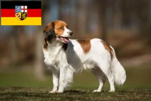 Read more about the article Holenderscy hodowcy i szczenięta Kooikerhondje w Kraj Saary