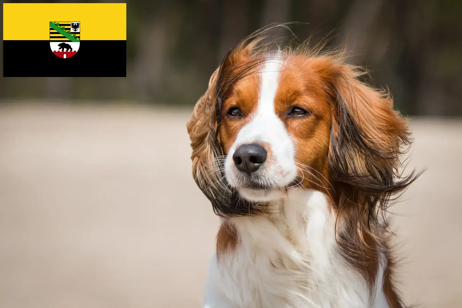 Read more about the article Holenderscy hodowcy i szczenięta Kooikerhondje w Saksonia-Anhalt