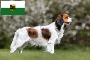 Read more about the article Holenderscy hodowcy i szczenięta Kooikerhondje w Saksonia