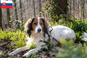 Read more about the article Holenderscy hodowcy i szczenięta Kooikerhondje w Słowacja