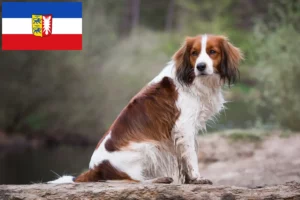 Read more about the article Holenderscy hodowcy i szczenięta Kooikerhondje w Szlezwik-Holsztyn