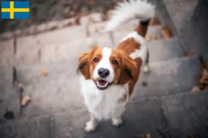 Read more about the article Holenderscy hodowcy i szczenięta Kooikerhondje w Szwecja