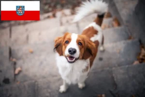 Read more about the article Holenderscy hodowcy i szczenięta Kooikerhondje w Turyngia