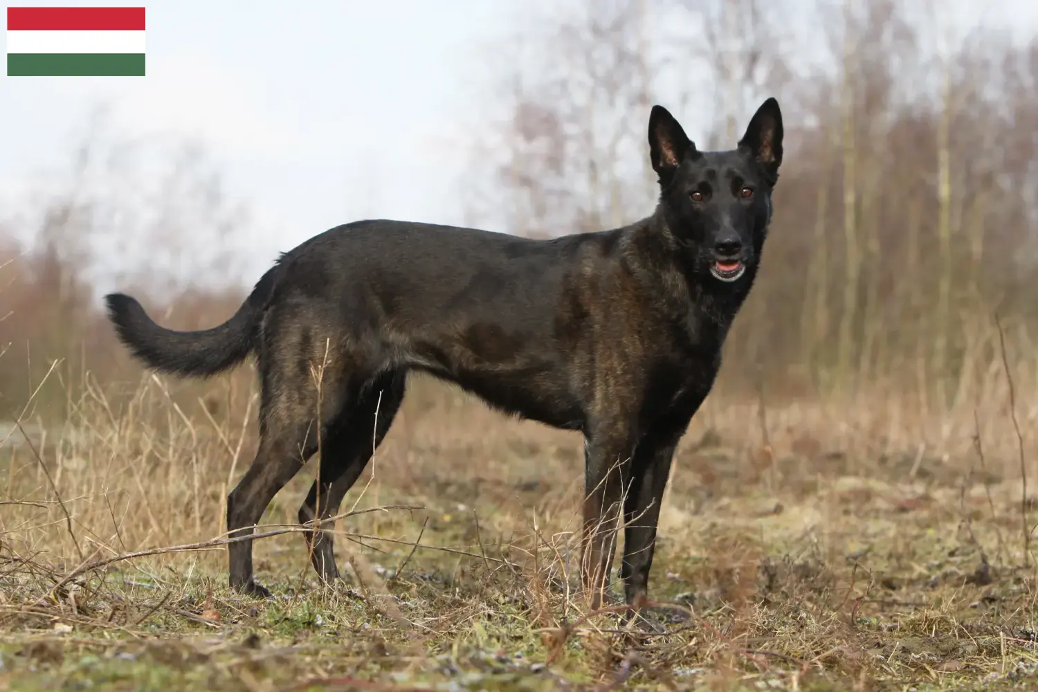 Hollandse Herdershond szczenięta i hodowcy Węgry Tutaj można znaleźć hodowców Hollandse Herdershonden w Węgry.