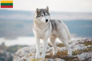 Read more about the article Hodowcy i szczenięta Husky w Litwa