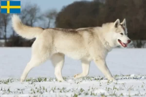 Read more about the article Hodowcy i szczenięta Husky w Szwecja