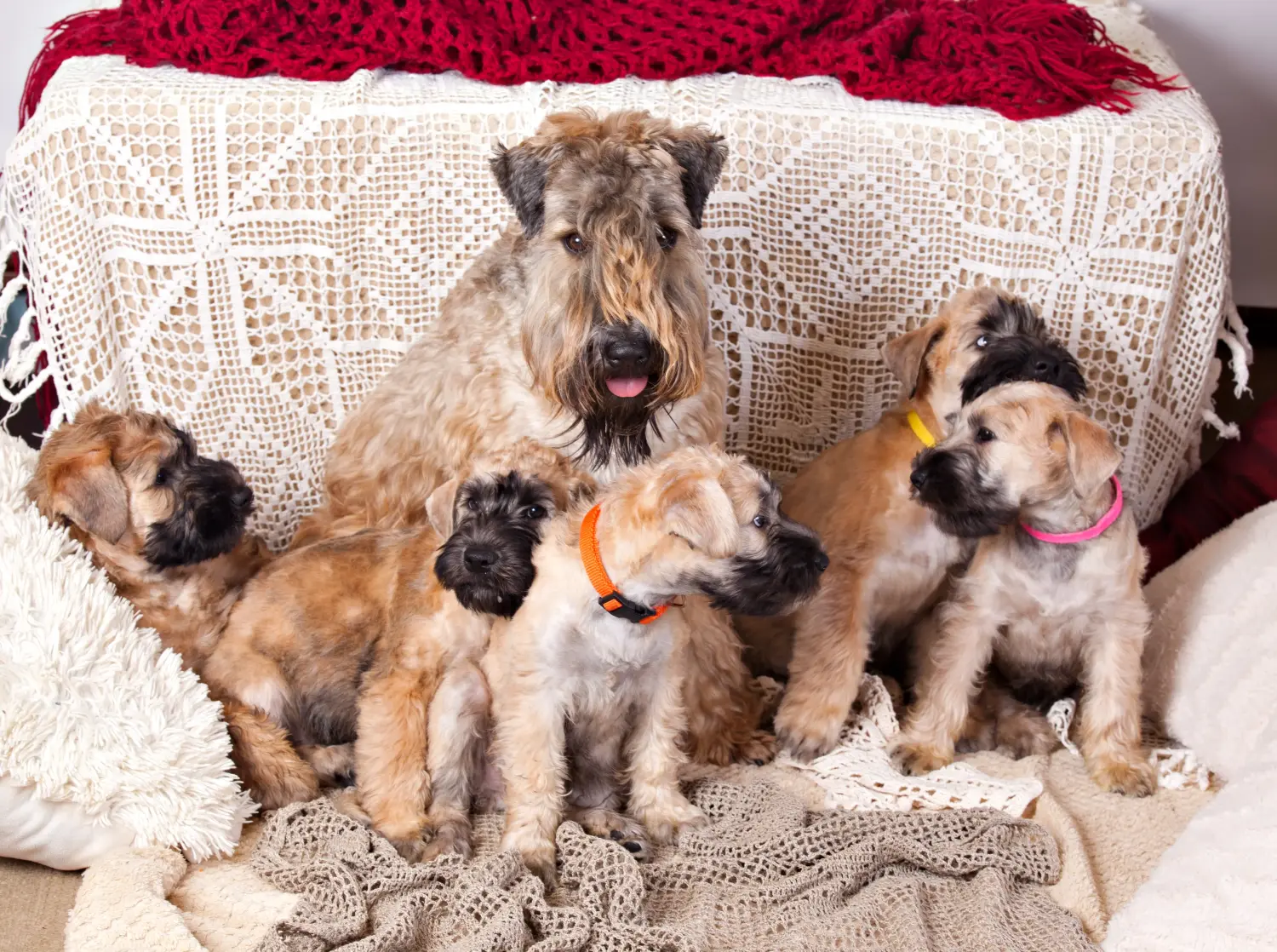 Zakup szczeniaka rasy Irish Soft Coated Wheaten Terrier oznacza wzięcie na siebie odpowiedzialności! Kup szczenięta irlandzkiego teriera pszenicznego o miękkim umaszczeniu.