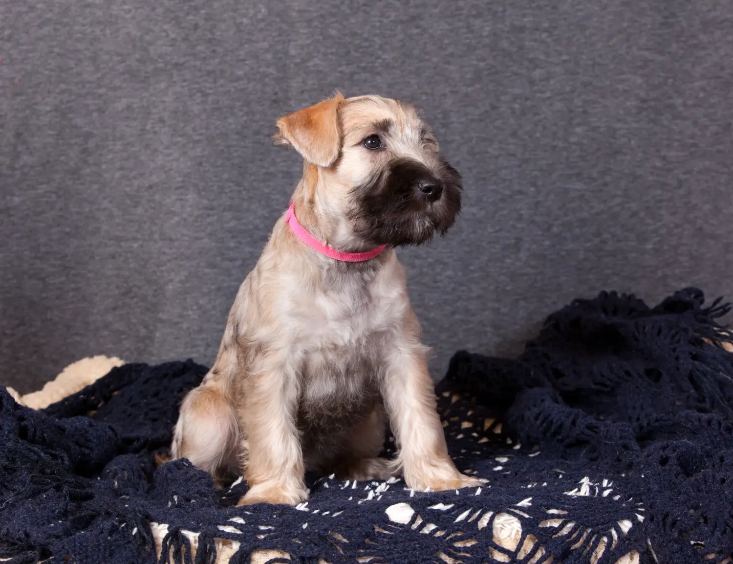 Zakup szczeniaka rasy Irish Soft Coated Wheaten Terrier oznacza wzięcie na siebie odpowiedzialności! Kup szczenięta irlandzkiego teriera pszenicznego o miękkim umaszczeniu.