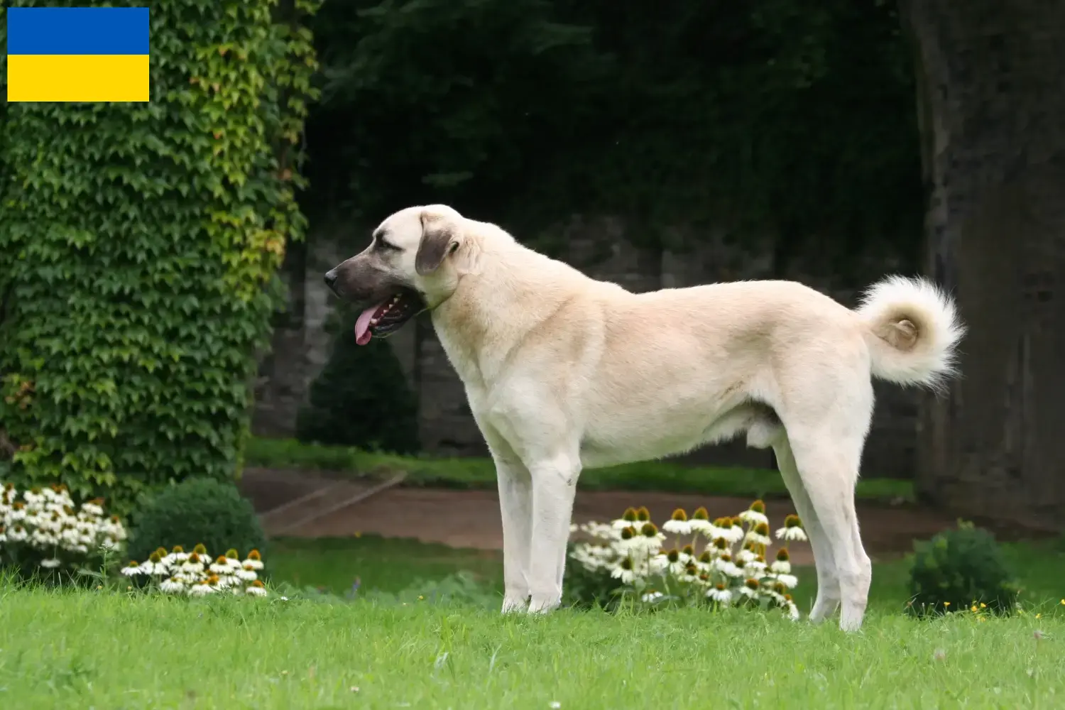 Read more about the article Kangal hodowcy i szczenięta w Ukraina