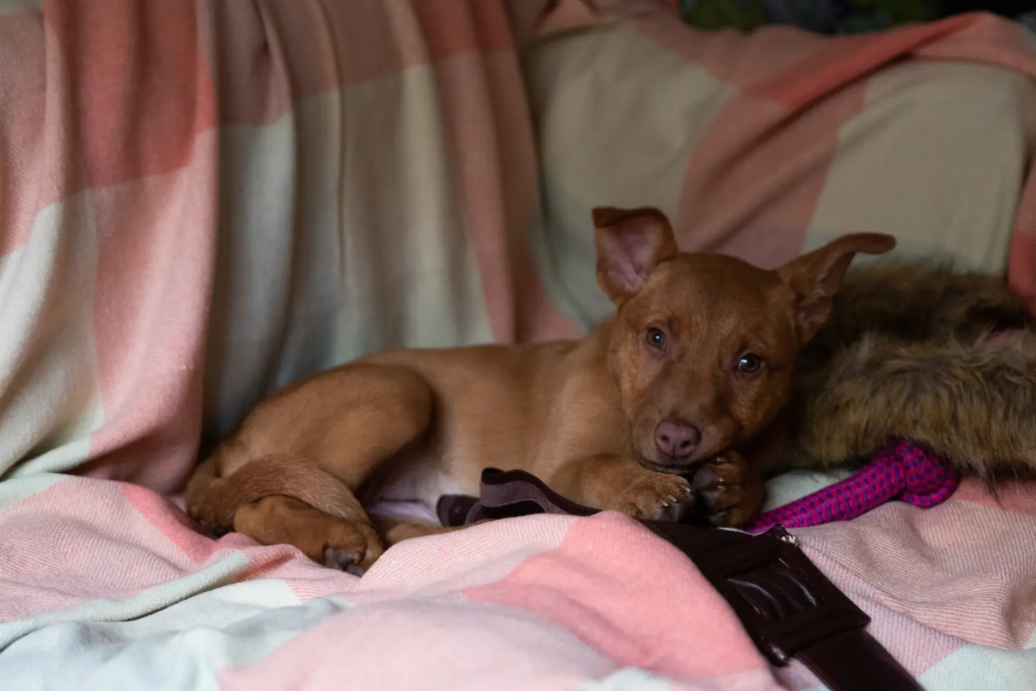 Kupno szczeniaka Australian Kelpie oznacza wzięcie na siebie odpowiedzialności! Kup szczenięta Australian Kelpie.
