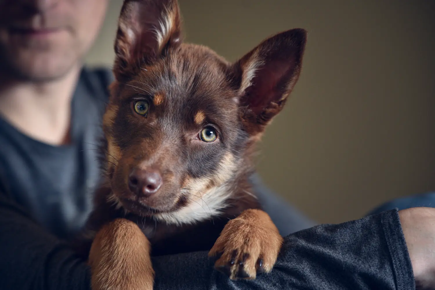 Kupno szczeniaka Australian Kelpie oznacza wzięcie na siebie odpowiedzialności! Kup szczenięta Australian Kelpie.