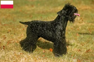 Read more about the article Hodowcy i szczenięta Kerry blue terrier w Polska