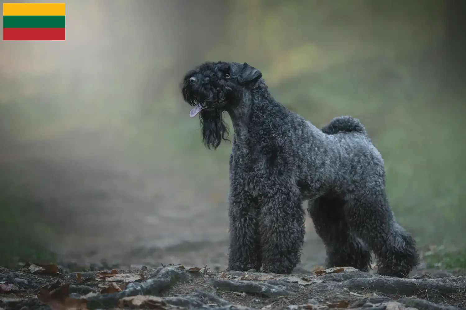 Kerry blue terrier szczenięta i hodowcy Litwa Znajdź hodowców kerry blue terrierów w Litwa.