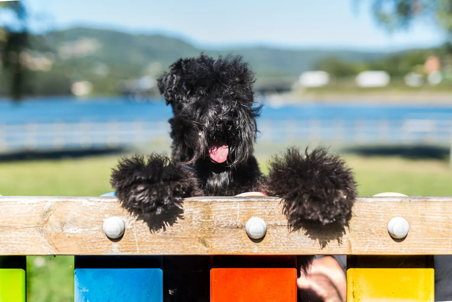 Kupno szczeniaka Kerry Blue Terriera oznacza wzięcie na siebie odpowiedzialności! Kup szczenięta Kerry Blue Terrier.