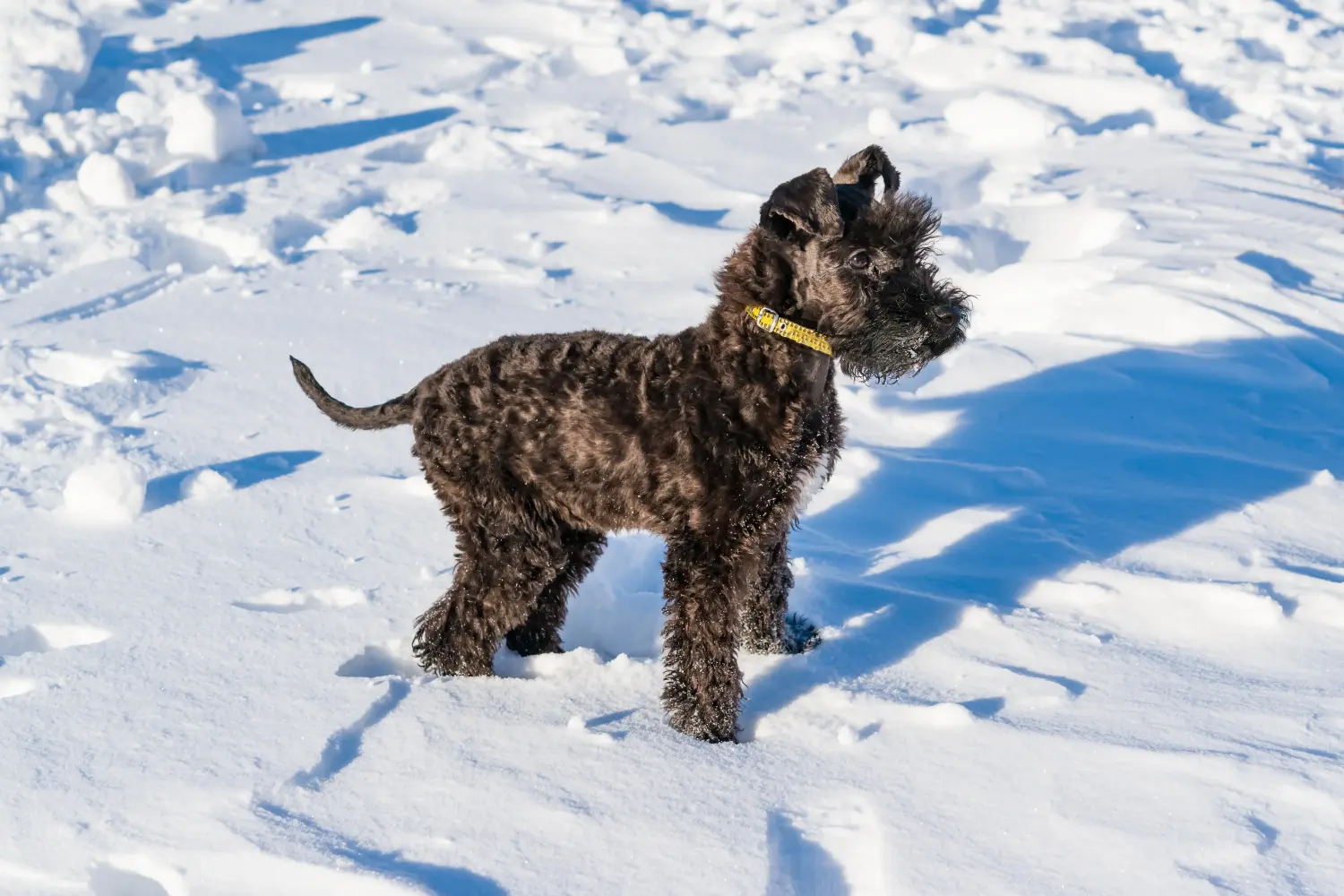 Kupno szczeniaka Kerry Blue Terriera oznacza wzięcie na siebie odpowiedzialności! Kup szczenięta Kerry Blue Terrier.