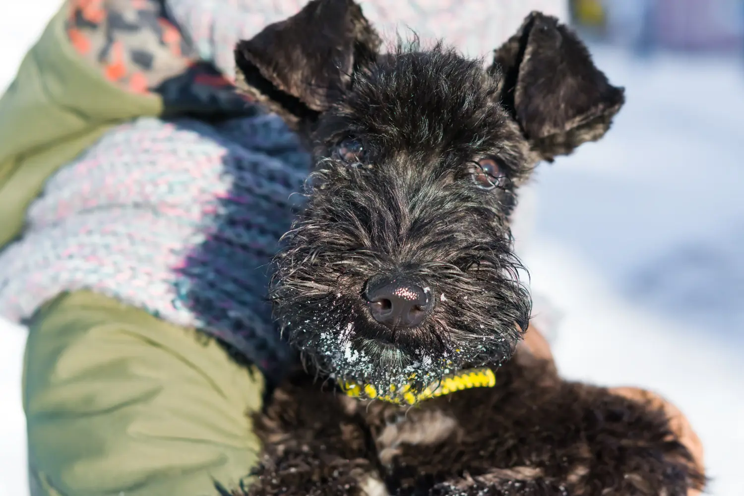 Kupno szczeniaka Kerry Blue Terriera oznacza wzięcie na siebie odpowiedzialności! Kup szczenięta Kerry Blue Terrier.