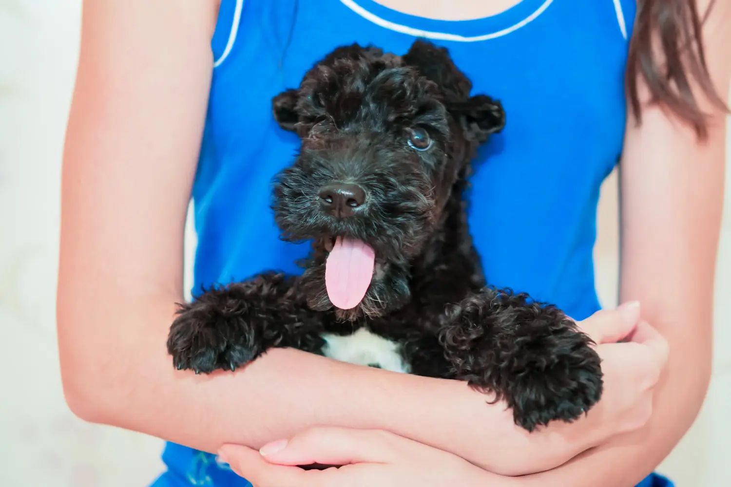 Kupno szczeniaka Kerry Blue Terriera oznacza wzięcie na siebie odpowiedzialności! Kup szczenięta Kerry Blue Terrier.