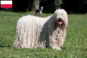 Read more about the article Hodowcy i szczenięta Komondor w Polska