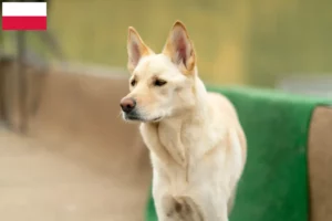 Read more about the article Korea Jindo Hodowcy psów i szczeniąt w Polska