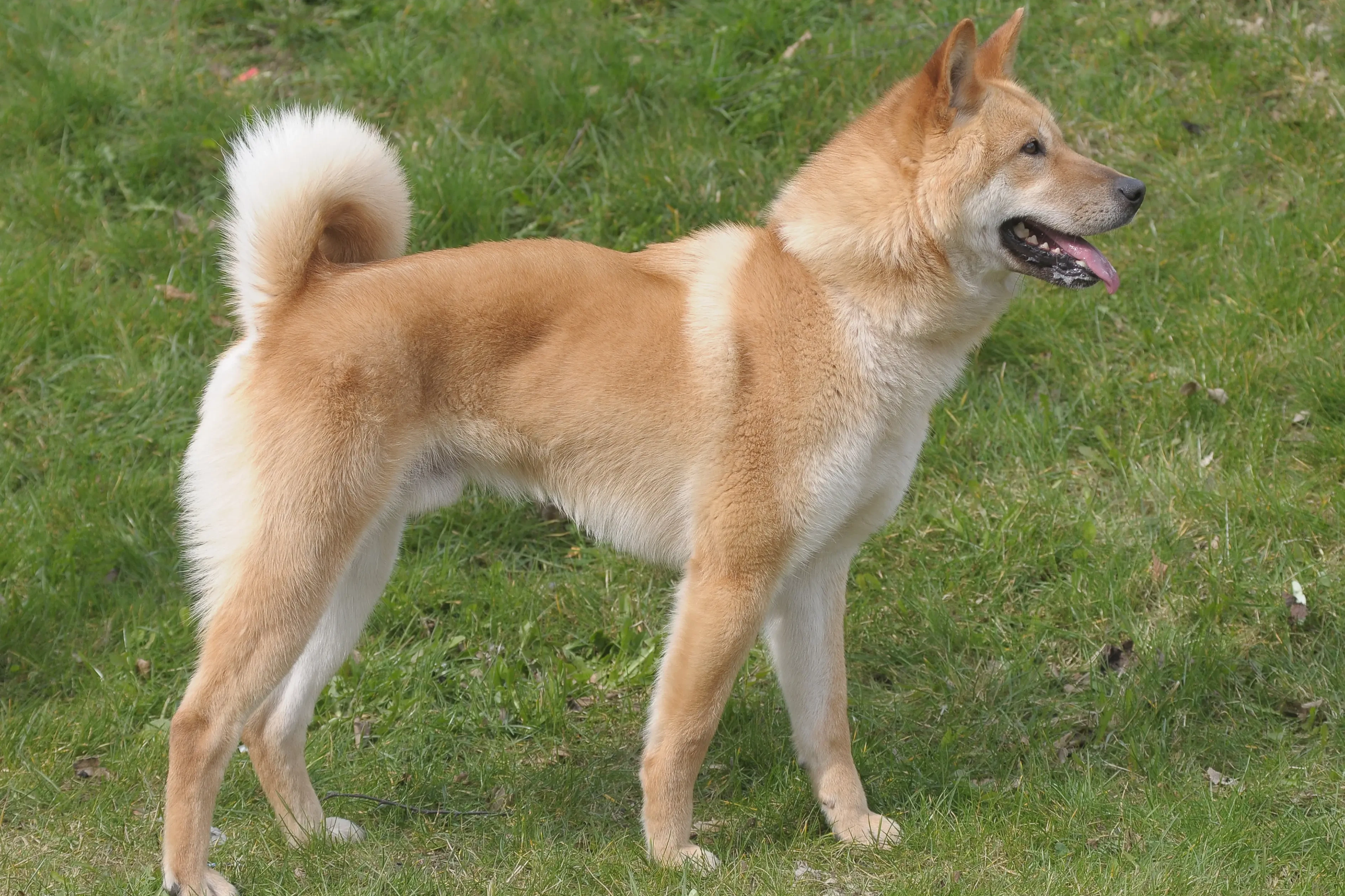 Korea Jindo szczenięta i hodowcy psów Znajdź hodowcę Korea Jindo Dog w pobliżu.