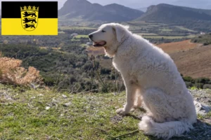 Read more about the article Kuvasz hodowcy i szczenięta w Badenia-Wirtembergia