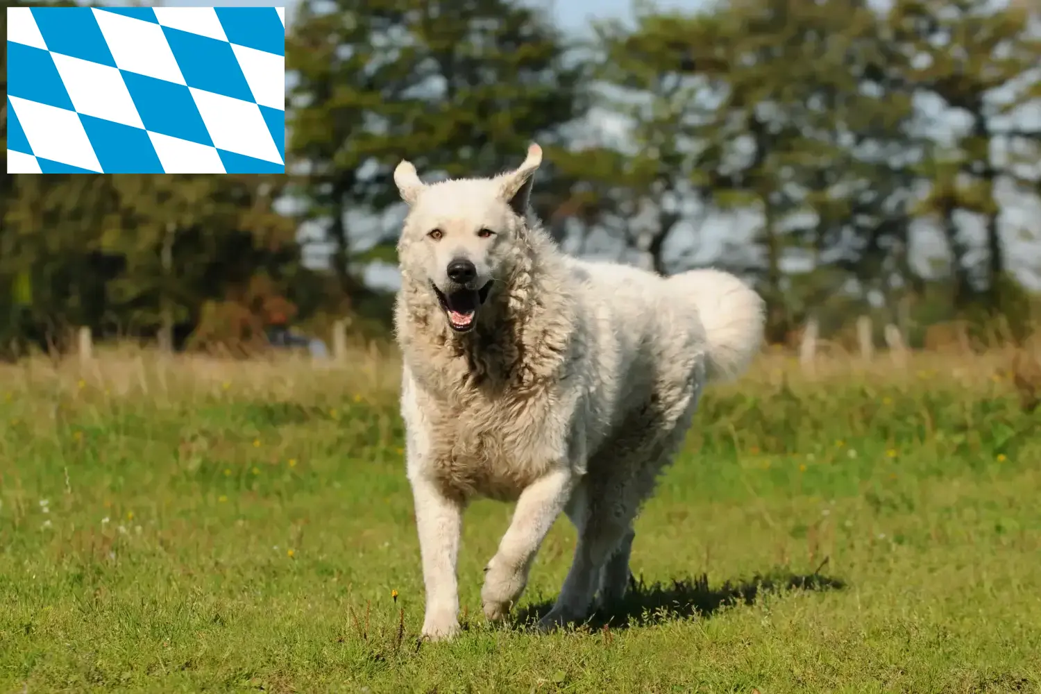Kuvasz szczenięta i hodowca Bawaria Tutaj znajdziesz hodowców rasy Kuvasz w Bawaria.