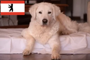 Read more about the article Kuvasz hodowca i szczenięta w Berlin