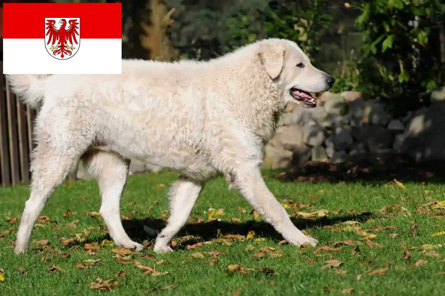 Kuvasz szczenięta i hodowca Brandenburg Tutaj można znaleźć hodowców Kuvasz w Brandenburgia.