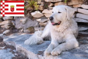 Read more about the article Kuvasz hodowca i szczenięta w Brema