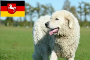 Read more about the article Kuvasz hodowcy i szczenięta w Dolna Saksonia