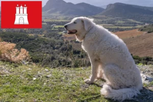 Read more about the article Kuvasz hodowca i szczenięta w Hamburg