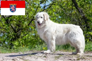 Read more about the article Kuvasz hodowcy i szczenięta w Hesja