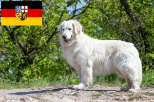 Read more about the article Kuvasz hodowcy i szczenięta w Kraj Saary