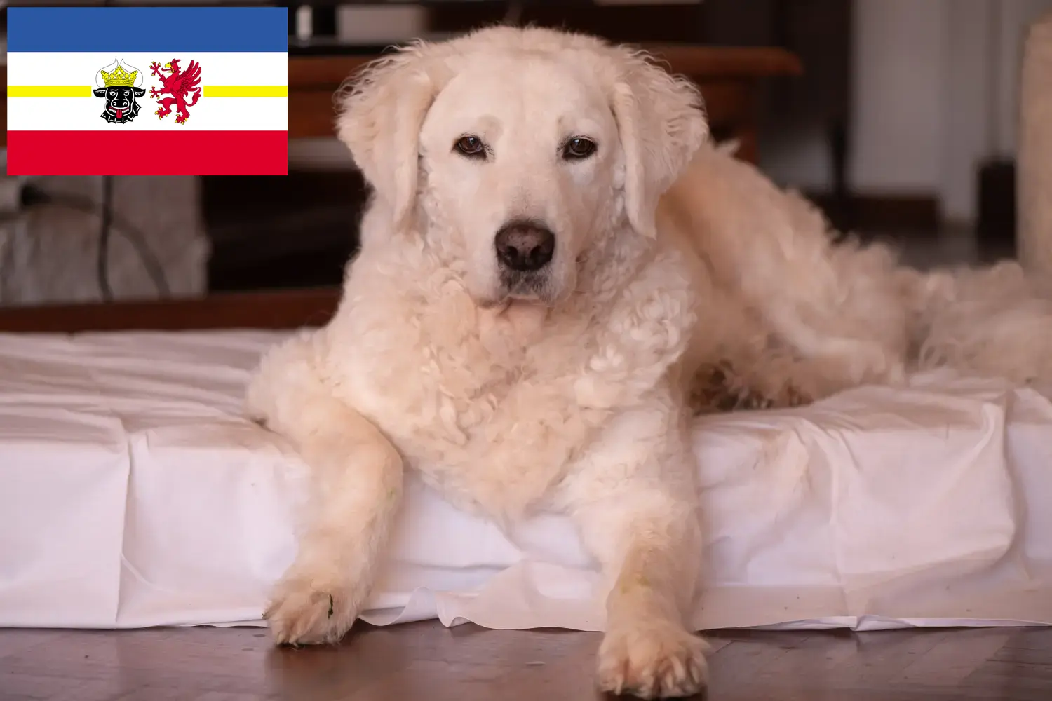 Kuvasz szczenięta i hodowcy Meklemburgia-Pomorze Przednie Tutaj znajdą Państwo hodowców Kuvasz w Meklemburgia-Pomorze Przednie.
