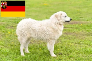Read more about the article Kuvasz hodowcy i szczenięta w Nadrenia-Palatynat