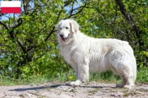 Read more about the article Kuvasz hodowcy i szczenięta w Polska