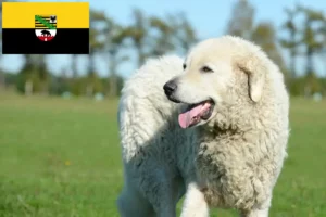 Read more about the article Kuvasz hodowcy i szczenięta w Saksonia-Anhalt