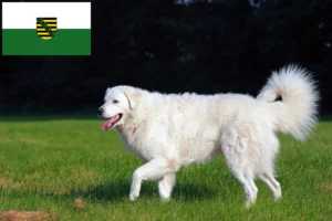 Read more about the article Kuvasz hodowcy i szczenięta w Saksonia